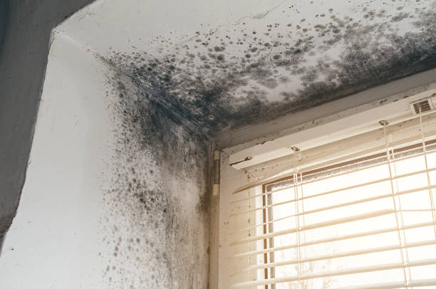 Affordable Black Mold Remediation solutions in Innovation, VA