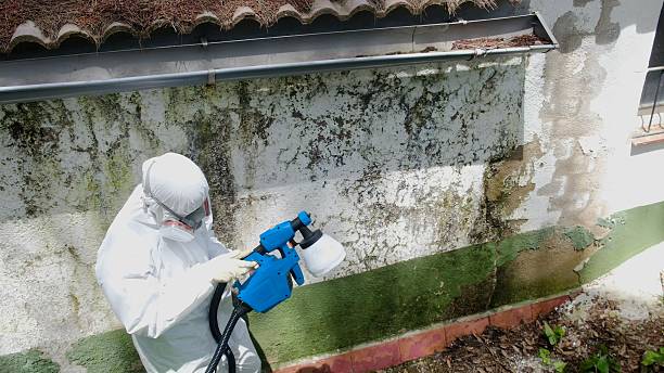 Top rated local Black Mold Remediation specialists in Innovation, VA